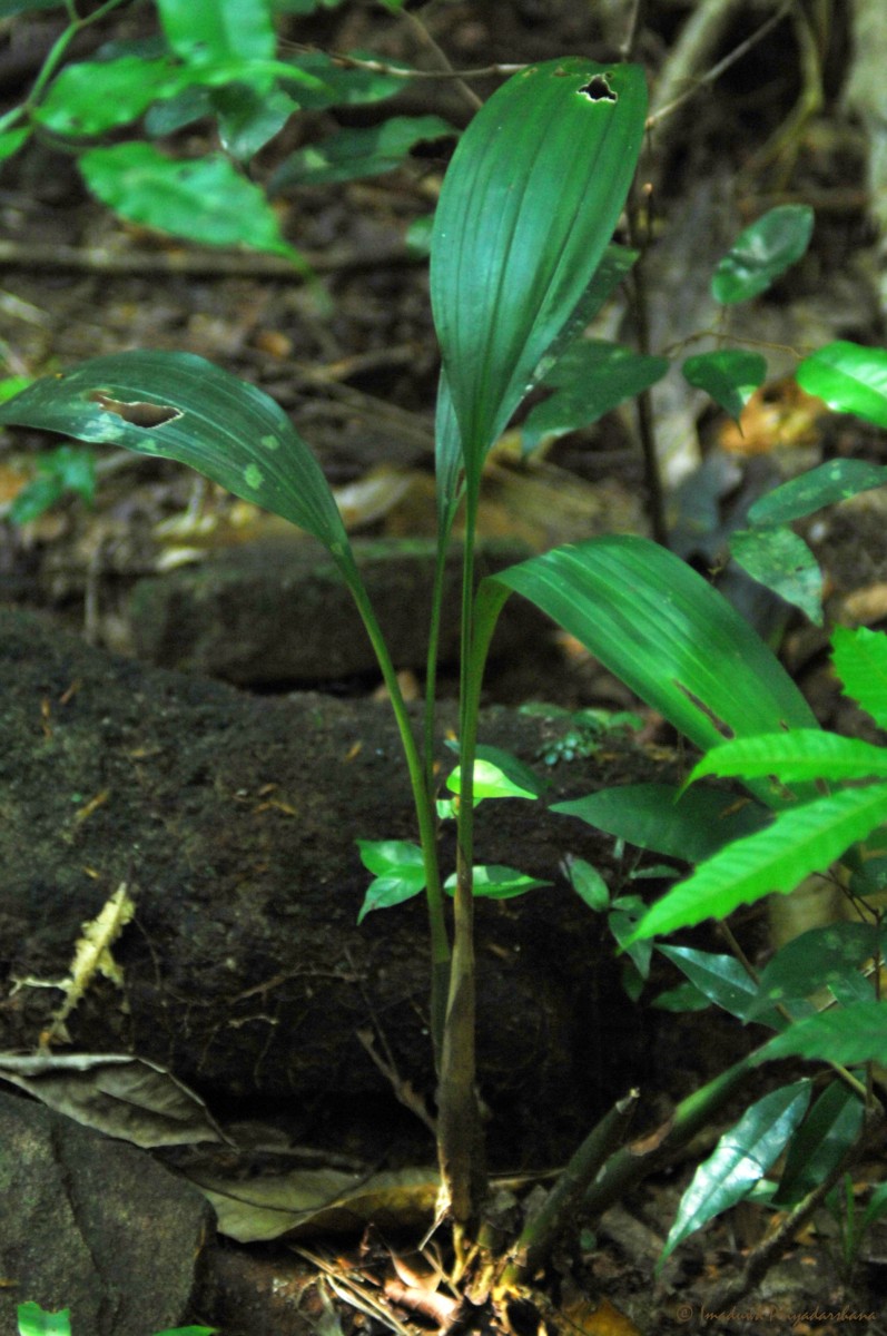 Eulophia pulchra (Thouars) Lindl.